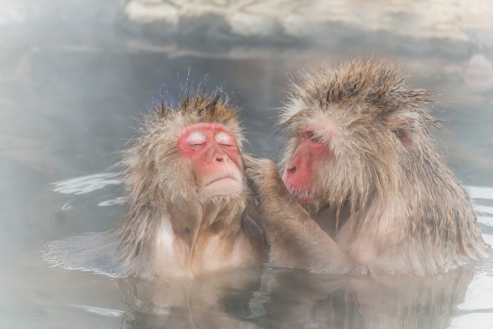 monkey couple of the outdoor bath